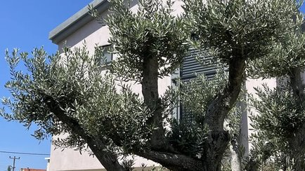 Akfem Palmiye Evleri